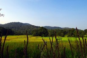 rice fields on the background of the western ghats