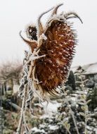 frozen sun flower