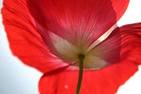 bottom view of the red poppy