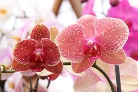 orchid or phalaenopsis