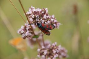 six-spot burnet, moth on plant close up