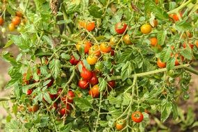 unripe cherry tomatoes on a branch