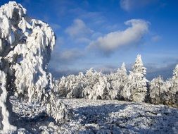 snowy trees in winter in the forest