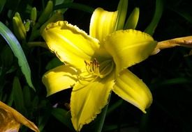 fascinating lily yellow bloom close-up