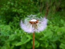 dandelion with seeds near green plants