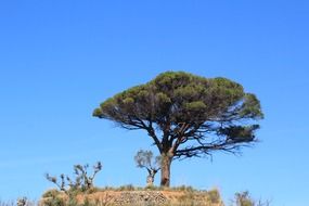Landscape with the tree in Mallorca