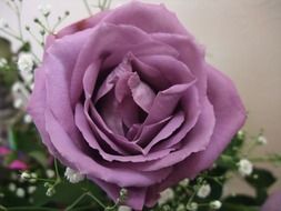 purple rose in a bouquet