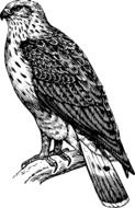 bird eagle falcon drawing