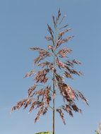 Reed plant and blue sky
