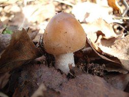 inedible mushroom in the forest