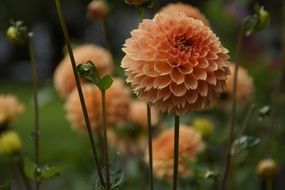 orange globose dahlia flower