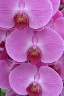 pink orchid flowers close up