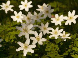 glade anemones