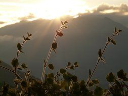 plants against the bright sun in the mountains