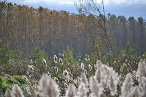 fluffy grass on the background of the autumn forest