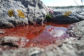 red puddle in the stone