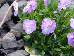 pansies flowers among the stones in the garden