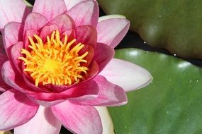 pink water lily flower