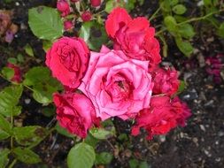 colorful bright roses closeup