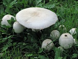 toadstools on green grass, oregon