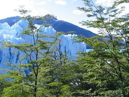 green trees on a background of a glacier in Argentina