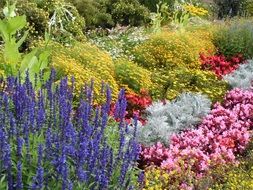 colorful flowers in the flower garden