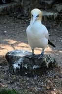 gannet as a sea bird