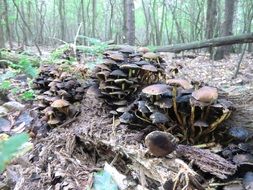 lot of mushrooms on the forest floor