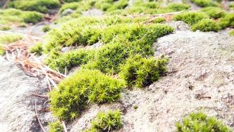 wondrous moss