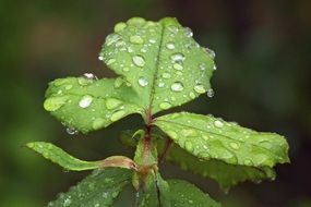 Beautiful green leaves in water drops at blurred background