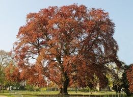 powerful brown tree on a farm