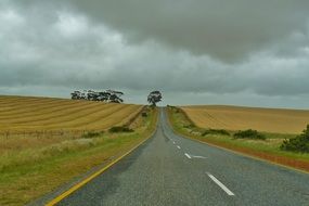 paved highway along yellow fields