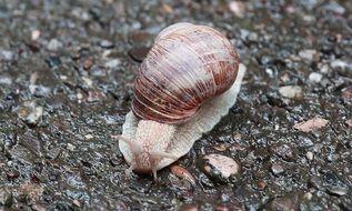 snail on the asphalt pavement