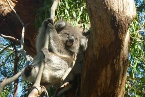 lazy koala in wildlife, australia, philip island