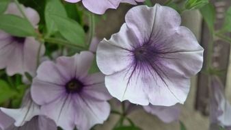 pale violet flowers