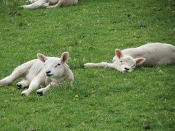 young cute lambs are resting on the grass