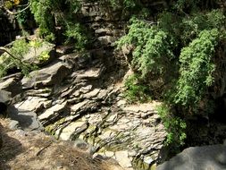 jungle india