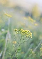 bewitching meadow flowers