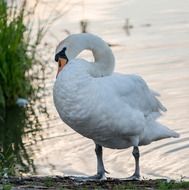 white swan near green bush