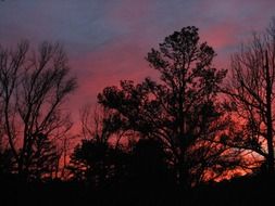 wondrous afterglow over the silhouettes of the trees