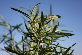 grass as a garden plant