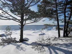 beautiful landscape which depicts snow and trees near the sea