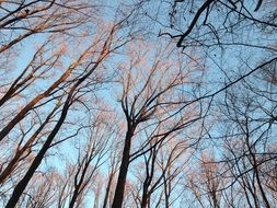 winter trees in the sunrise