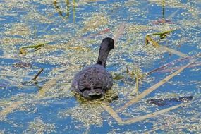 black duck in the swamp