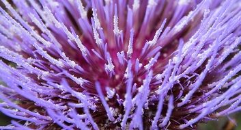 Purple bloom avocado macro recording