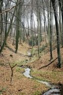 narrow stream among the autumn forest
