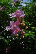 pink trumpet vine flower