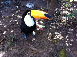 toy toucan