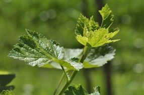 green currant leaves under the spring sun