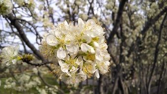 close-up photo of white flower blossom